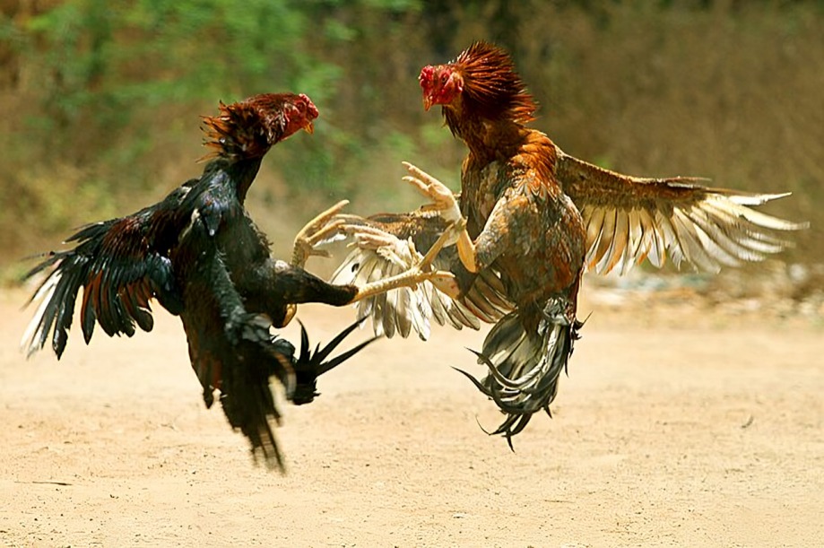 din cho ga